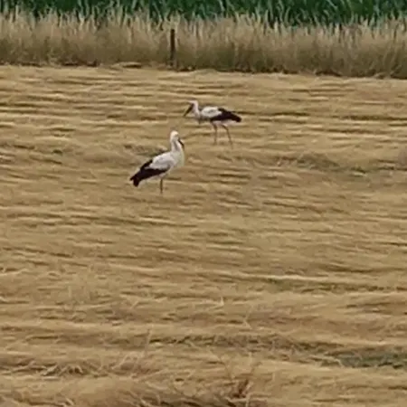 Loft Ziegelei Appartement Modautal