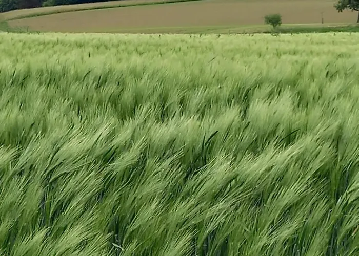 Διαμέρισμα Loft Ziegelei